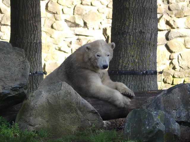 Eisbär, Ouwehands Dierenpark Rhenen