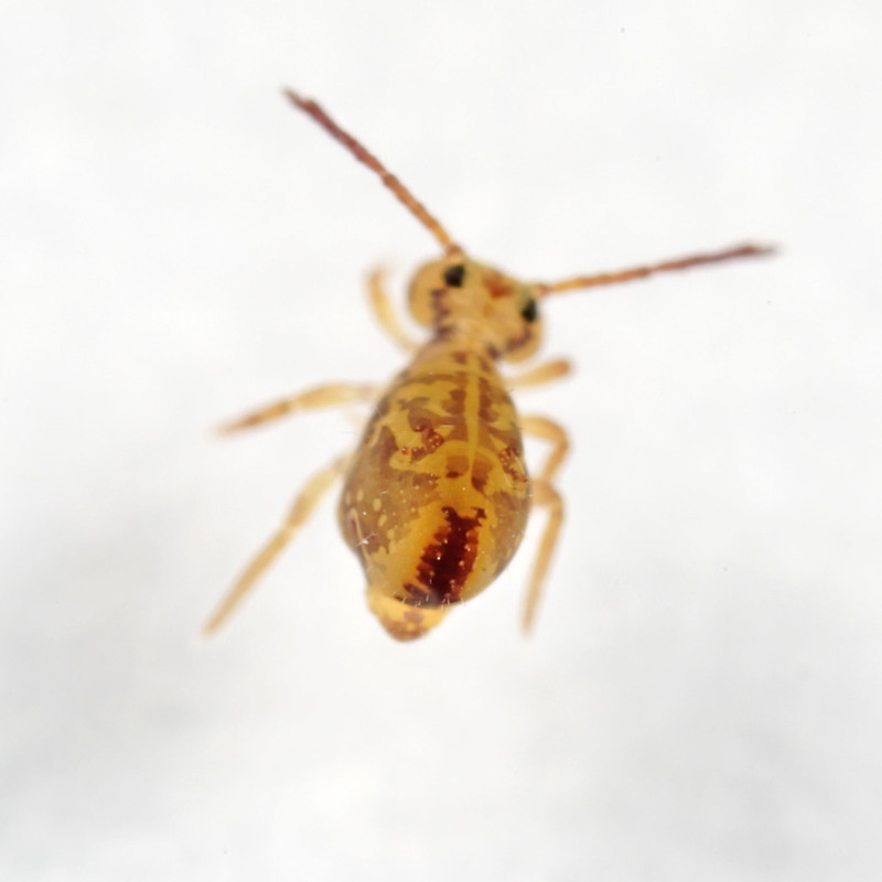 Dicyrtomina ornata