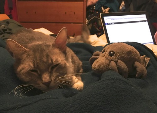 Cat & Mite