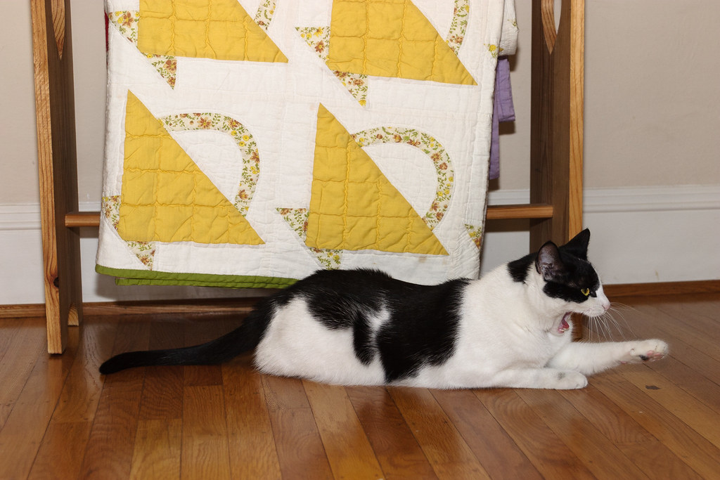 Our cat Scout yawns in front of the quilt rack