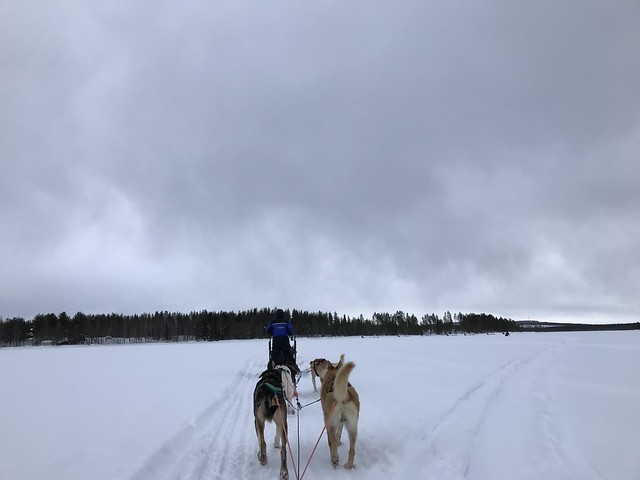 Dog sledding,  huskies adventure