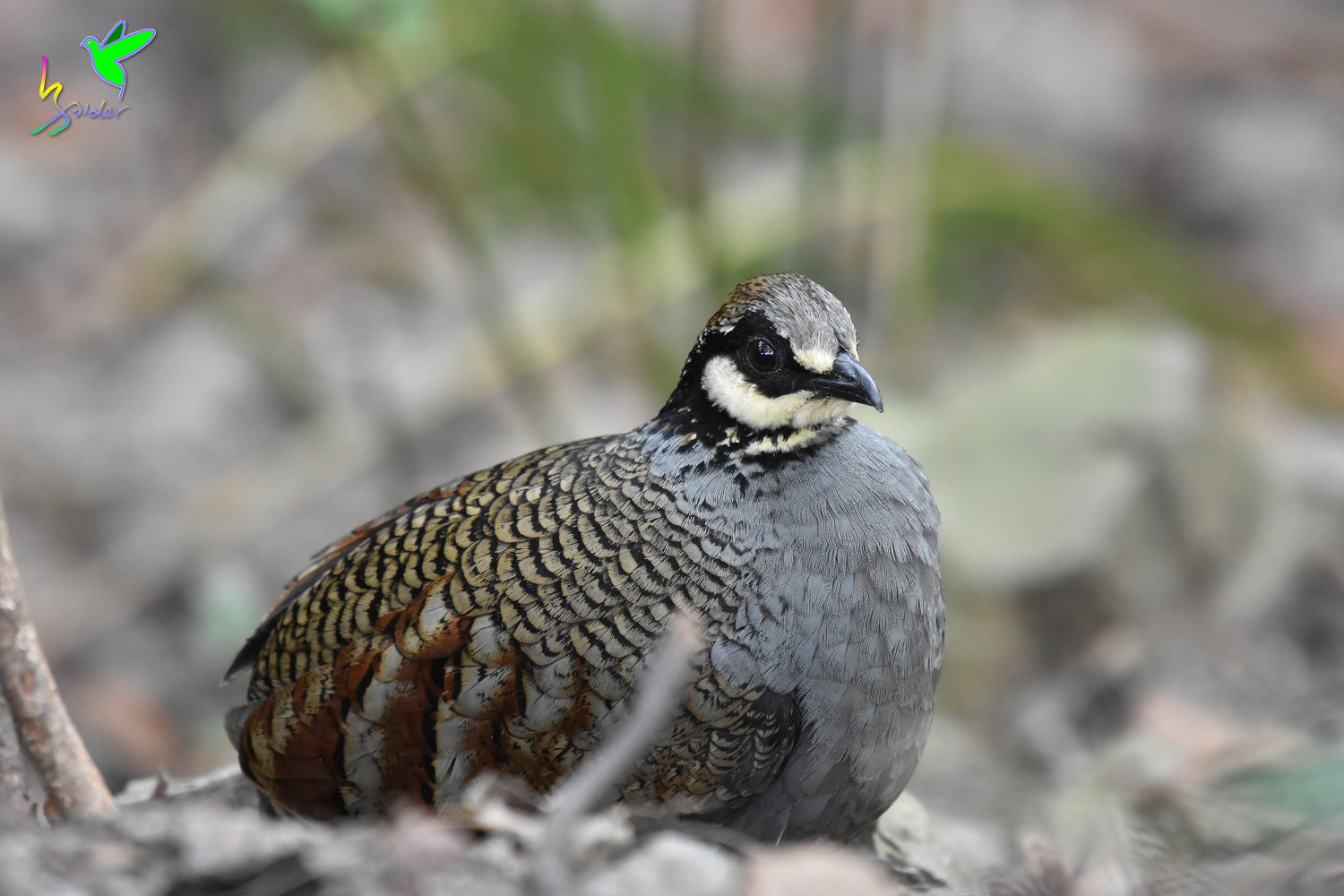 Taiwan_Hill_Partridge_4317_filtered