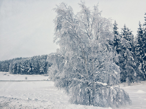 elisabethredlig snow winter nature roads trees sweden north nordic cold blue europe landscape sky scenery outdoors iphone iphoneography