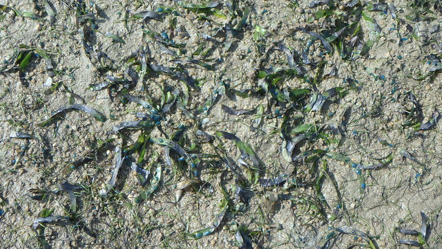 'Burnt' seagrasses