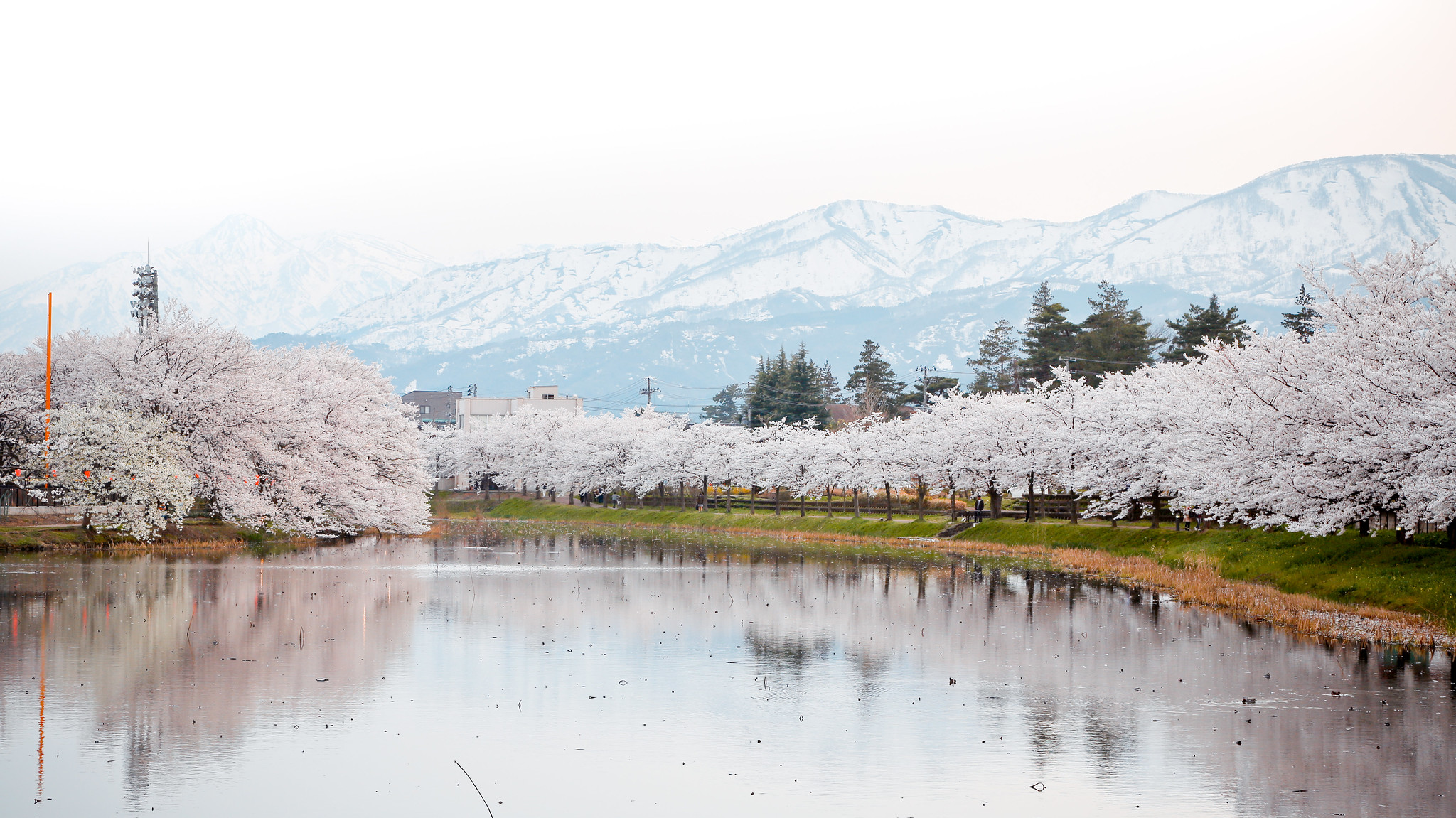 2020年日本櫻花開花預測 新潟県上越市 高田公園 櫻花