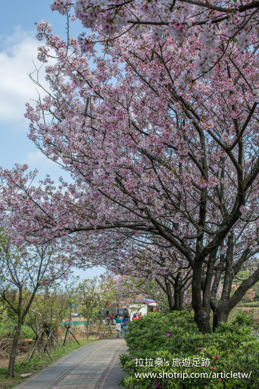新北三芝三生步道，朵朵櫻花沿著河岸步道盛開綻放，陽光下，嬌豔的粉色更好拍，悠閒漫步賞櫻趣
