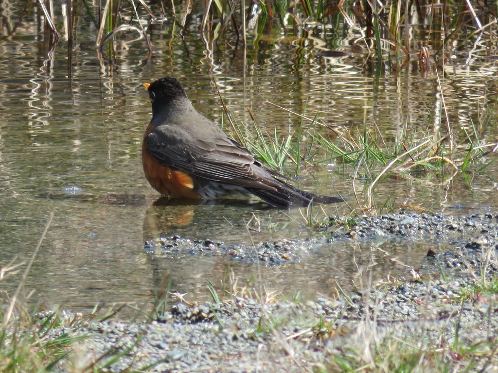 Robin taking a bath.