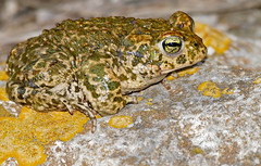 Natterjack Toad (Epidalea calamita) - Photo of Argeliers