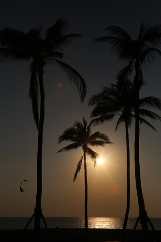 sunrise palmtrees fortlauderdalebeach a1a silhouette sunasaball florida atlanticocean