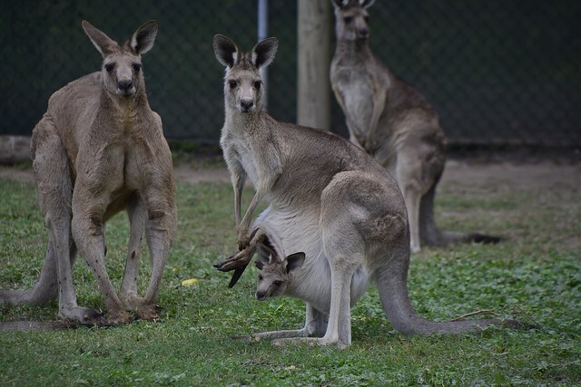 living in Australia kangaroo