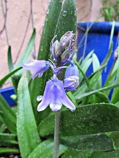 Woodland hyacinth