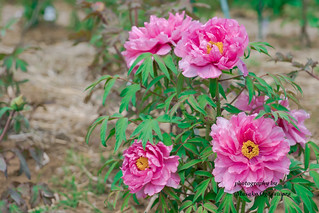 Peony in bloom