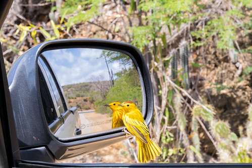 birds bonaire warbler truck car catus yellow gotomeer