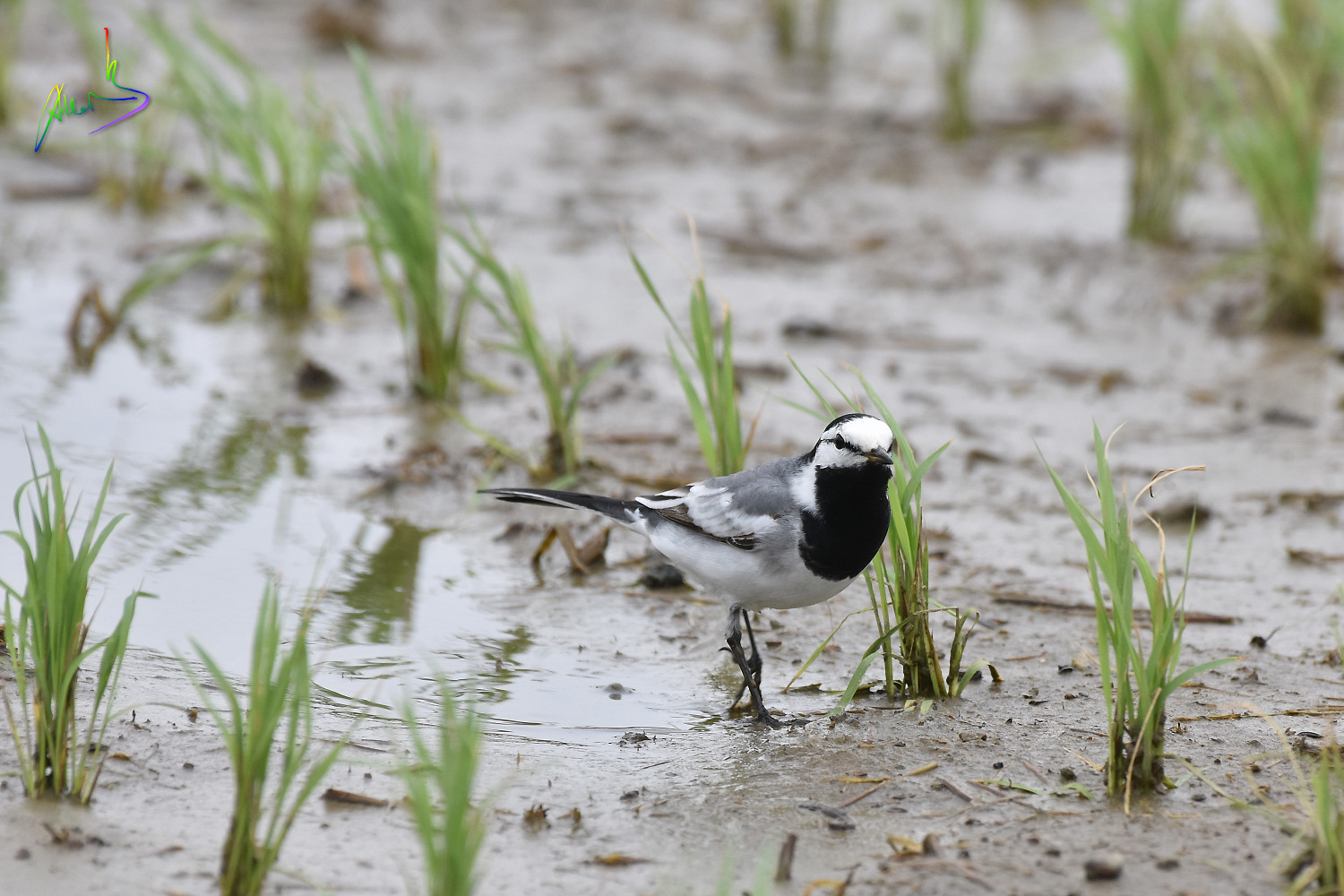 White_Wagtail_1226