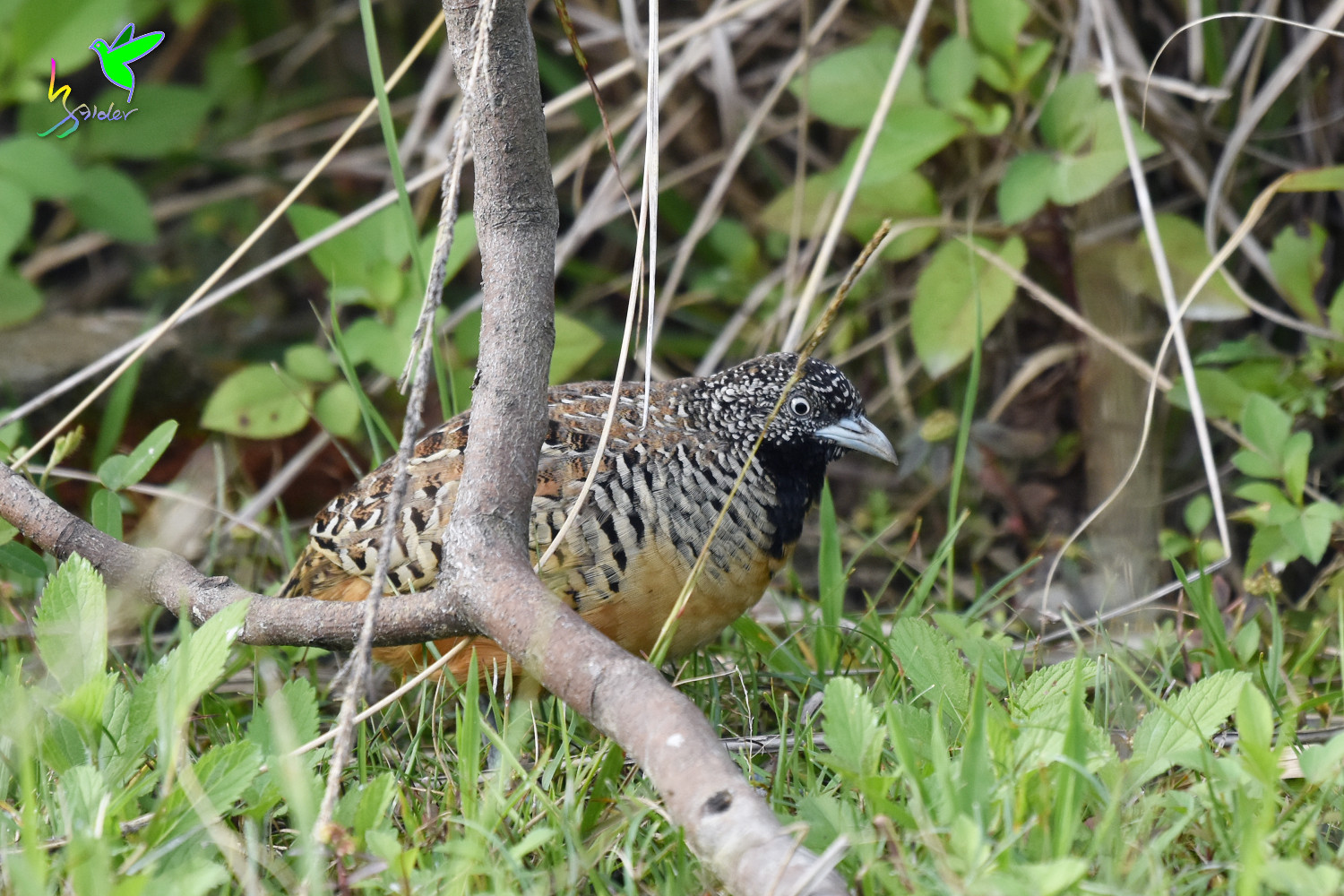 Barred_Buttonquail_9584