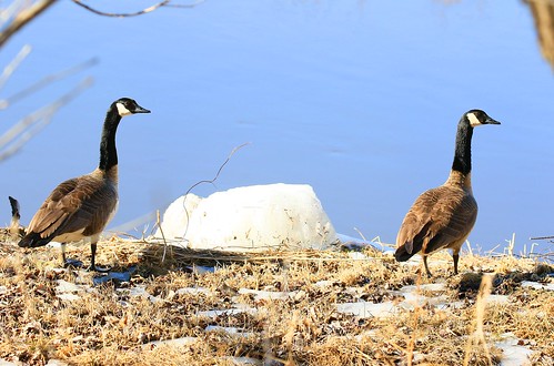canada geese malanaphy springs state preserve winneshiek county iowa larry reis