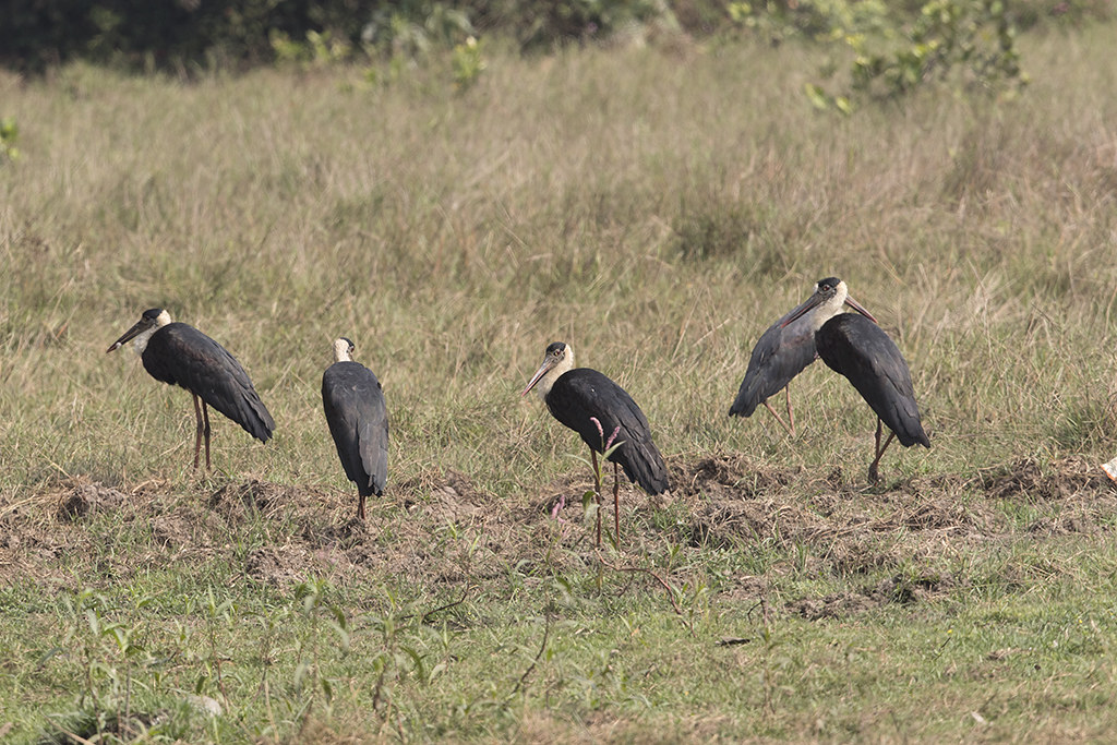 Woolly-necked Stork Ciconia episcopus