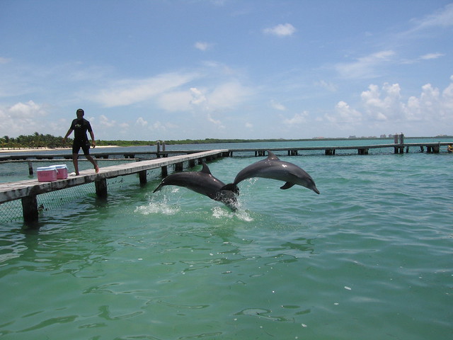cancun dolphins