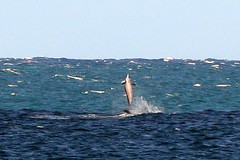 spinner dolphins spotted first by grandpa's eagle eyes? 