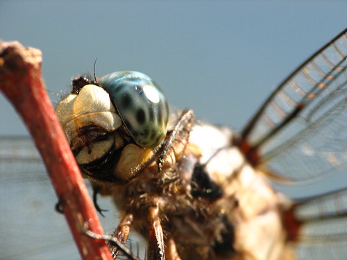 macro mississippi insect dragonfly starkville noxubeerefuge refuge odonata noxubee dcr250 raynox rogersmith ccrrfd noxubeenationalwildliferefuge