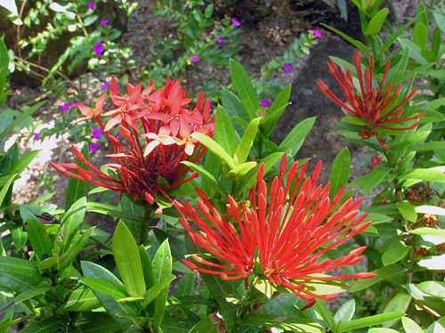 flowers red geotagged philippines habitat geo:lat=13584048 geo:lon=123566139