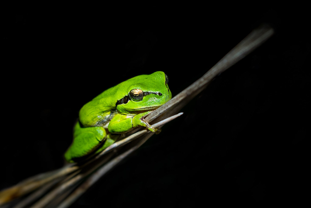 Mediterranean Tree Frog