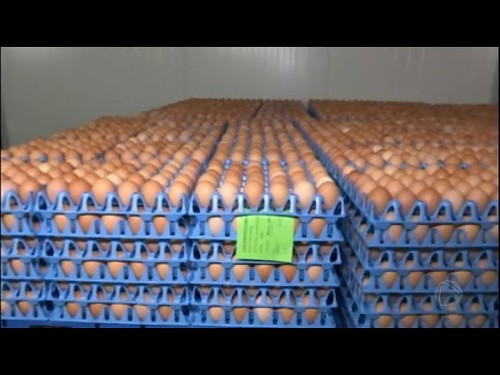 Ovos contaminados com veneno são vendidos na Europa
