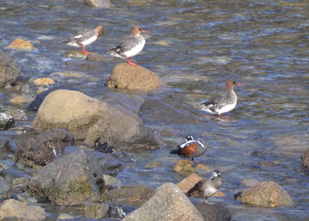 Ducks on rocks
