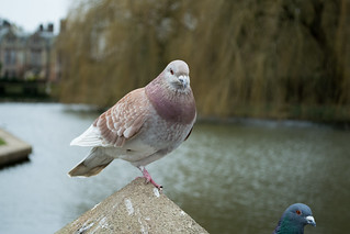 20180322-22_Coombe Abbey Country Park - Pigeon