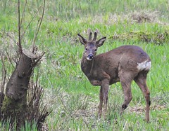 Roe Deer Buck - Thornley Woods