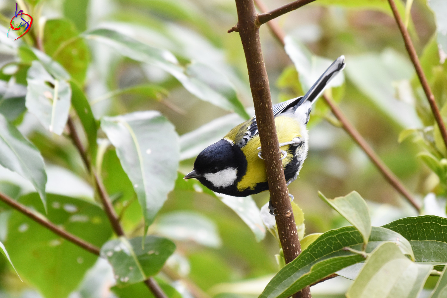 Green-backed_Tit_4168