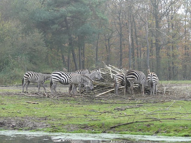 Safarianlage, Burgers Zoo
