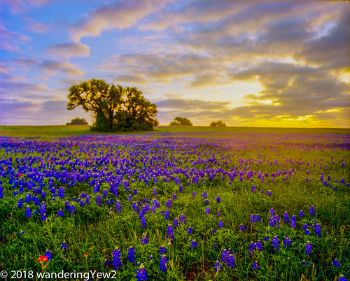 120 6x7 mamiya mamiya7ii texas texaswildflowers washingtoncounty bluebonnet film filmscan flower indianpaintbrush mediumformat wildflower