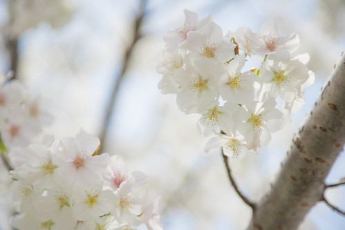 神戸 夙川 桜 Kobe Shukugawa Sakura Cherry Blossom