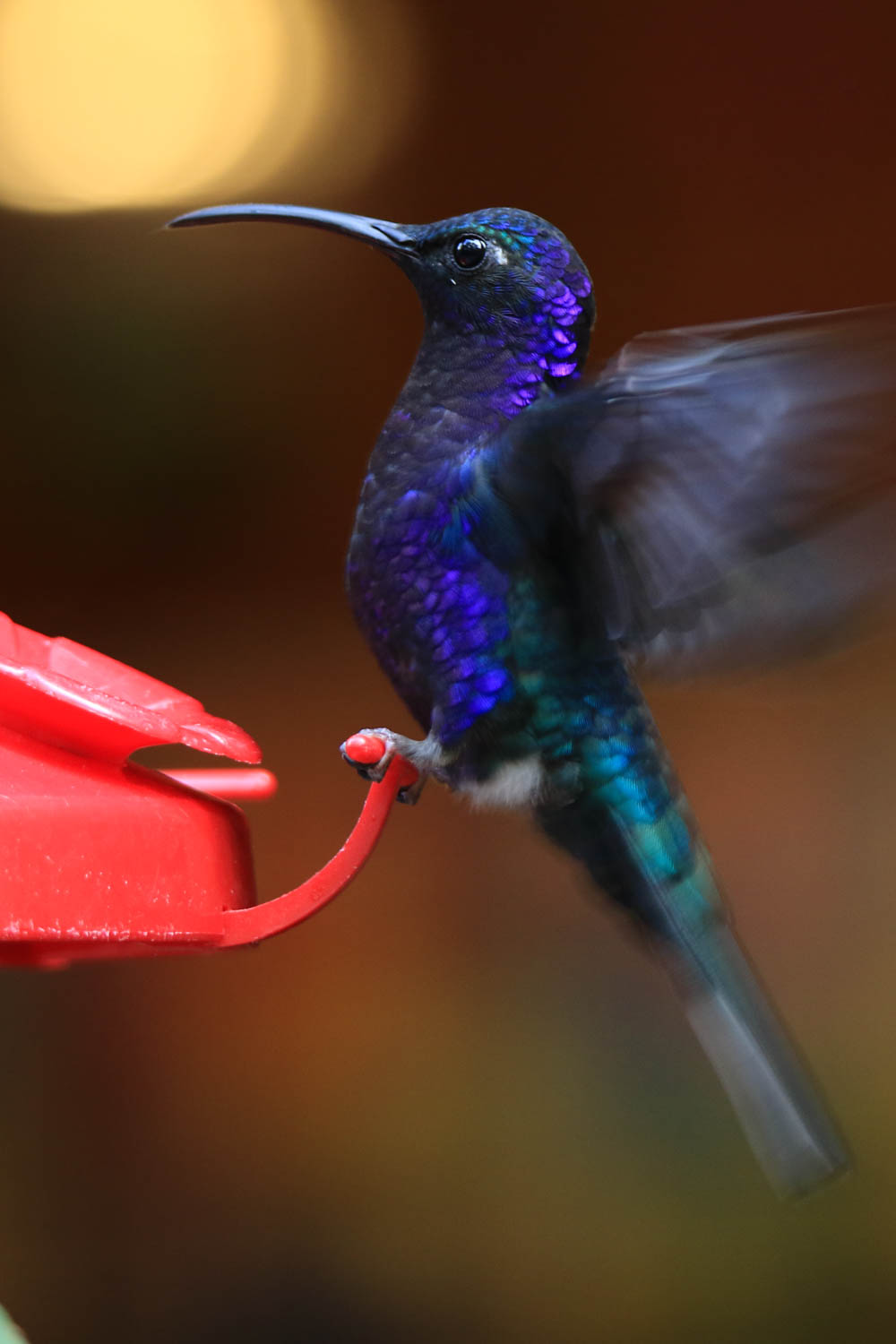 Violet Sabrewing (male) 2 Costa Rica