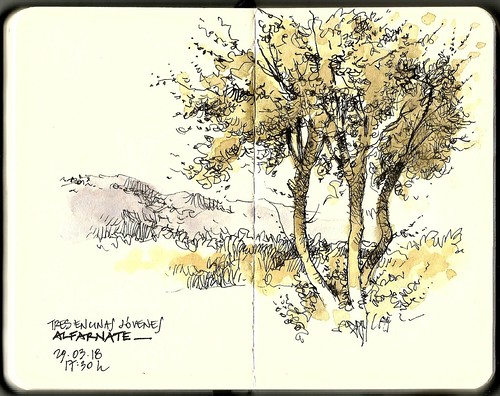 Quercus ilex