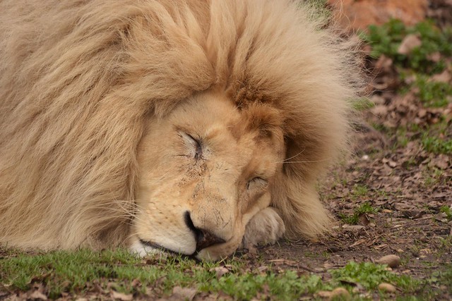 Lion in Szeged Zoo