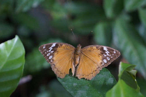 nymphalidae butterfly insect fauna bayelsastate nigeria nigerdelta westafrica koroama koroamaforest bebeariacocalia commonpalmforester