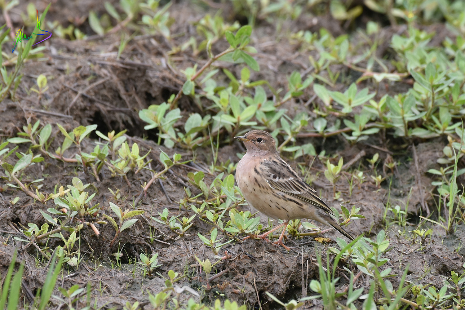 Red-throated_Pipit_0696
