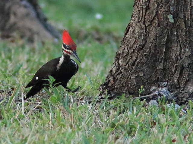 Pileated Woodpecker male 04-20180414