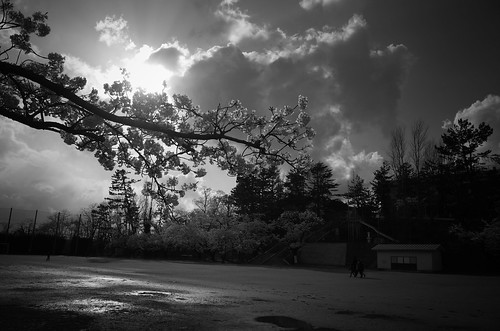 内野の桜 2018 monochrome