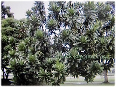 Medium-sized tree of Barringtonia asiatica (Poison Fish Tree, Fish-killer Tree, Beach Barringtonia, Sea Poison Tree, Box Fruit, Putat Gajah/Laut in Malay), March 24 2018
