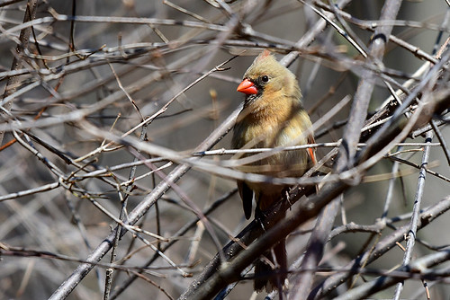 Forest Park: Northern Cardinal (f)
