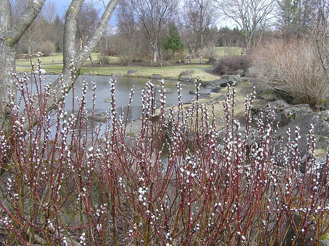 Salix hastata 'Wehrhahnii', Reykjavik Botanical Garden