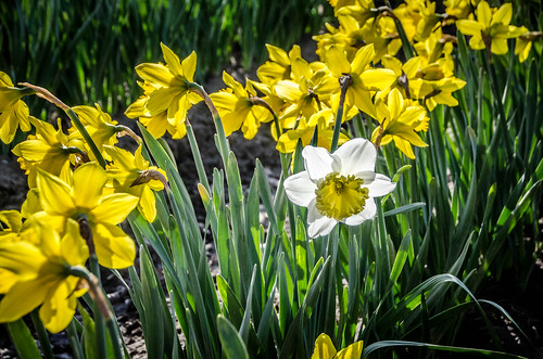 Skagit Daffodils-12