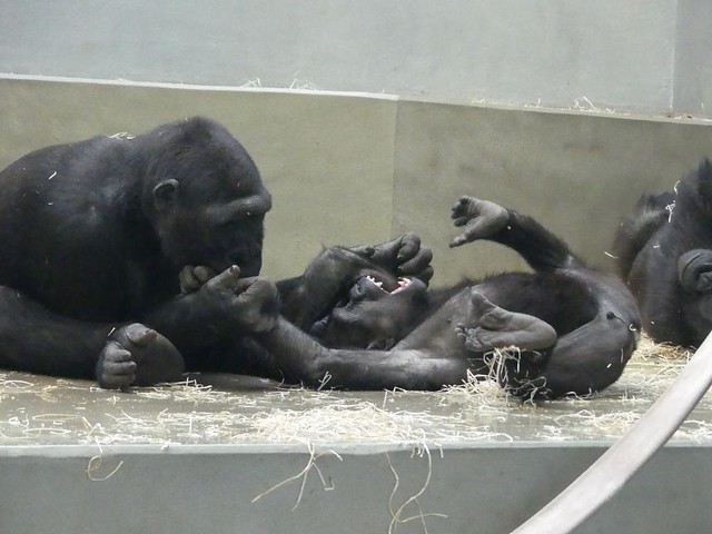 Gorilla Kimbali spielt mit den Brüdern, Wilhelma