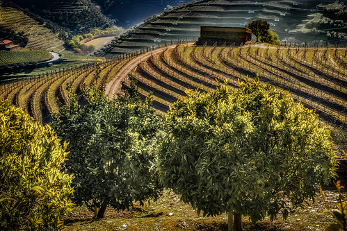 tabuaco portugal pinhão douro river dourovalley wine winery vineyard landscape terrace sandeman quintadoseixo leaningladder canon 7d mkii