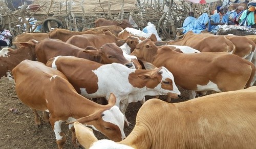 Feed the Future Mali Livestock Technology Scaling - Cattle in Sikasso