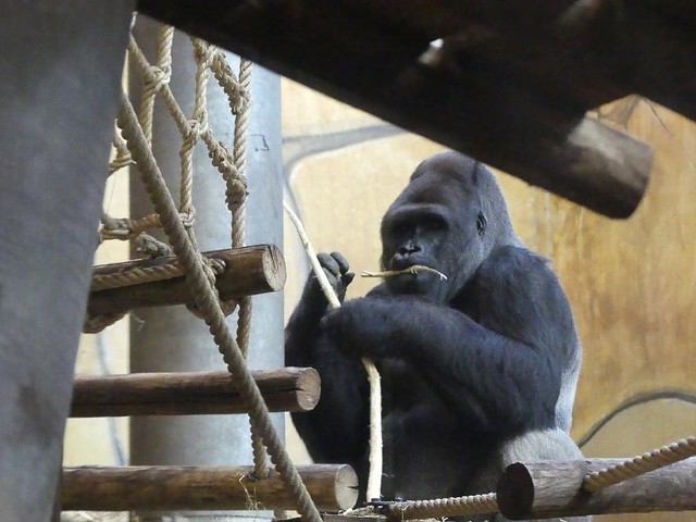 Gorilla, Ouwehands Dierenpark Rhenen