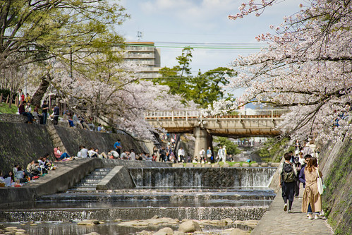 神戸 夙川 桜 Kobe Shukugawa Sakura Cherry Blossom